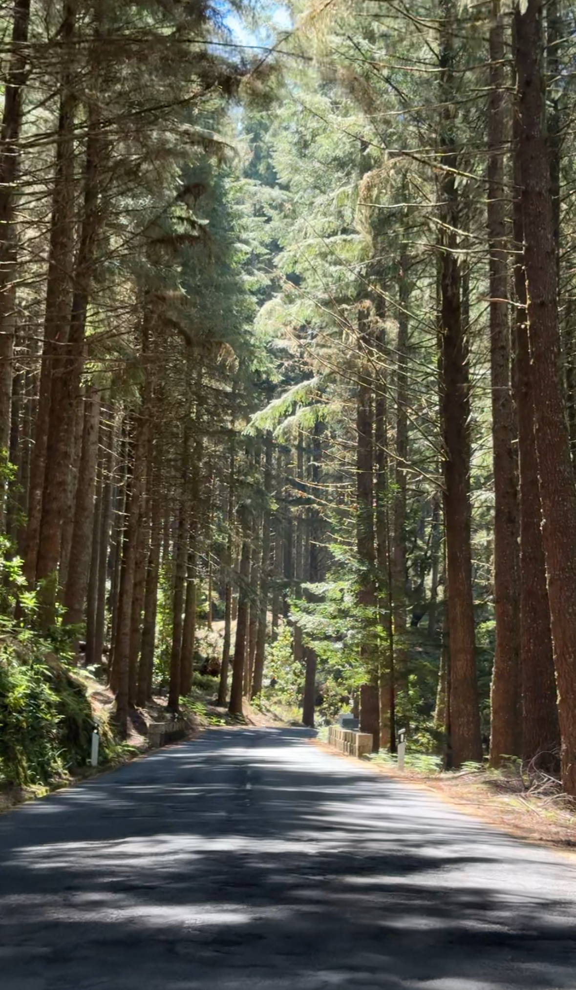 Madeira forest road
