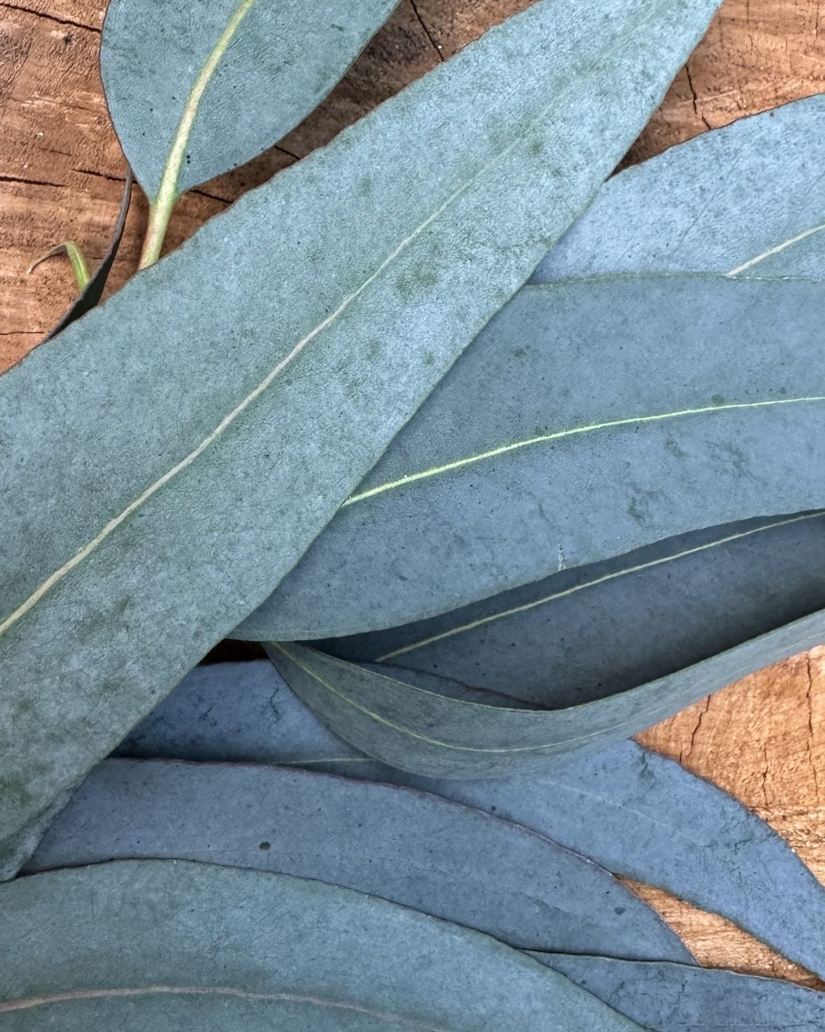 Fresh eucalyptus leaves on wood