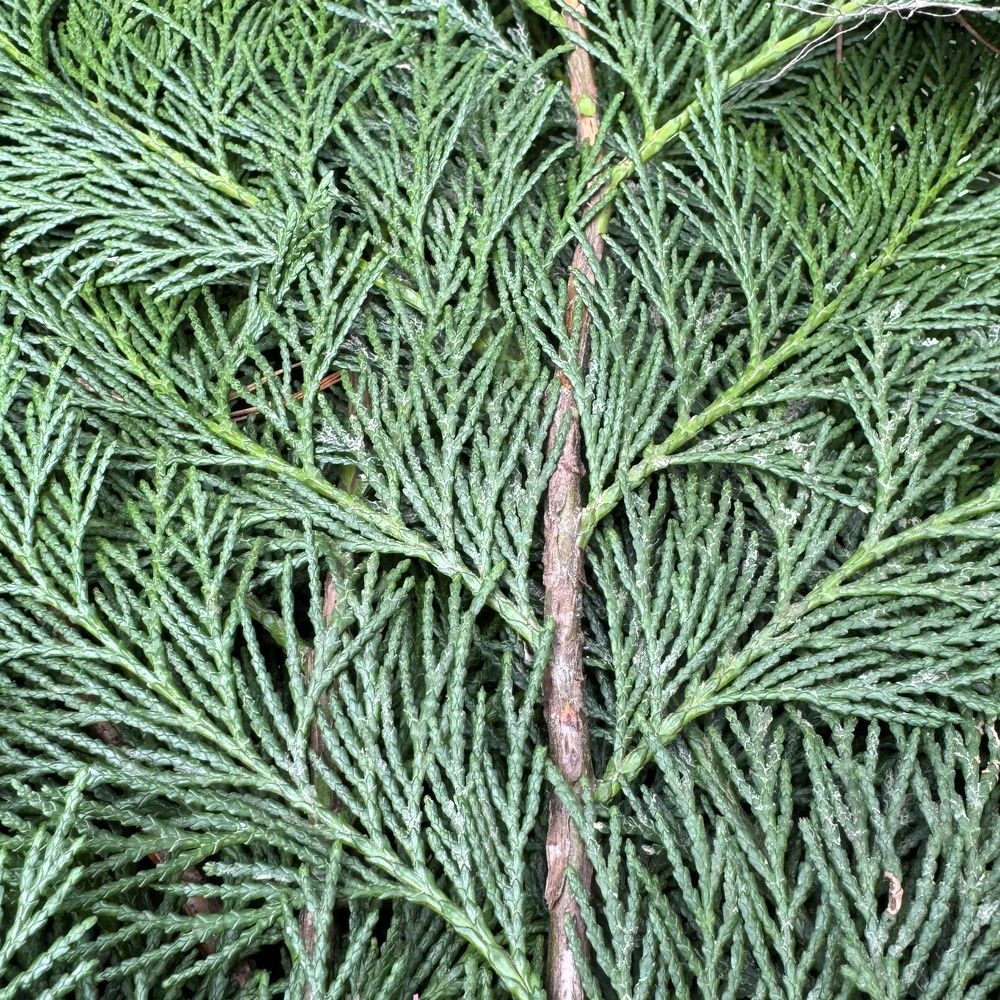 Fresh cypress branches