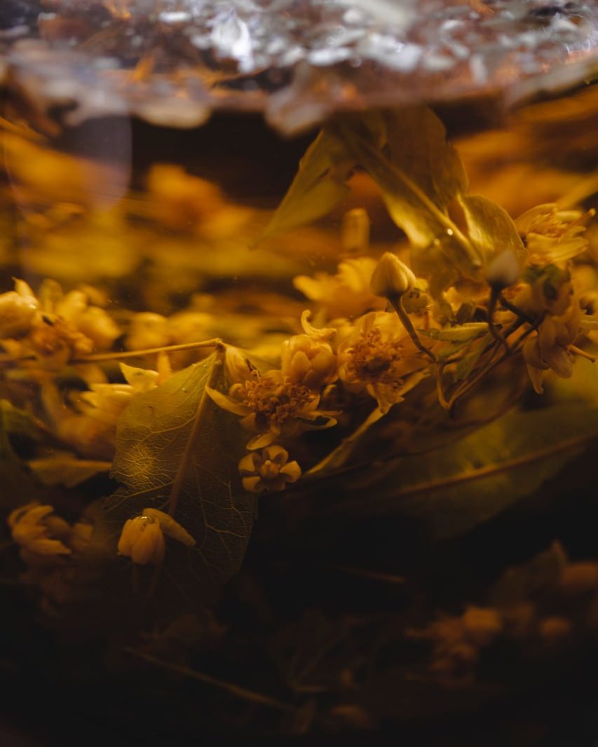 Linden-blossom tea brewing