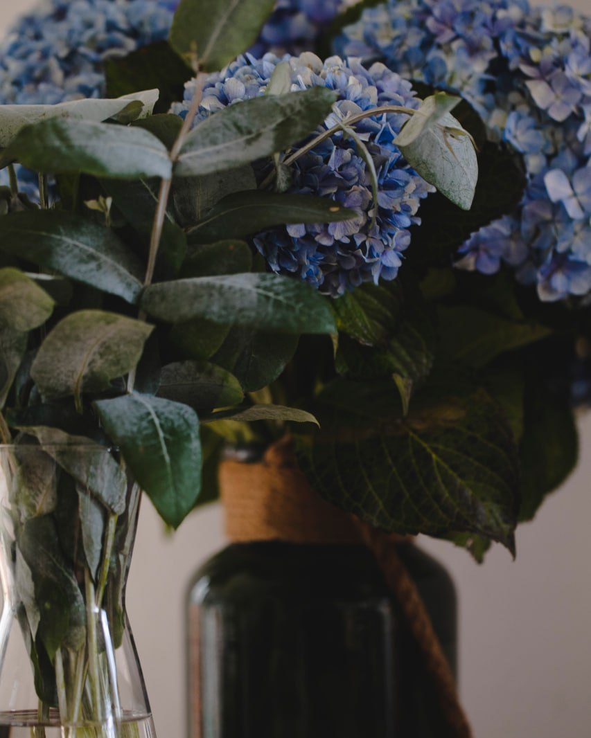 Hydrangeas and eucalyptus in a vase
