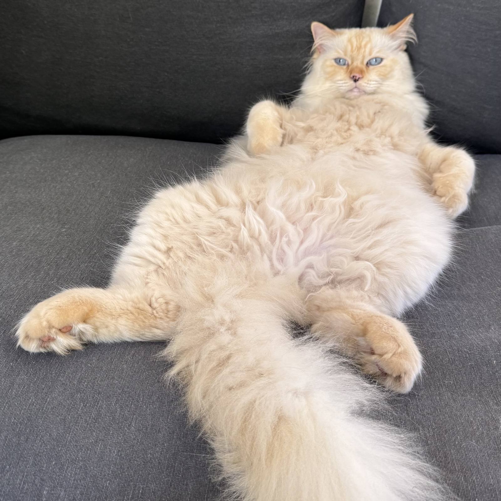Oscar the cat